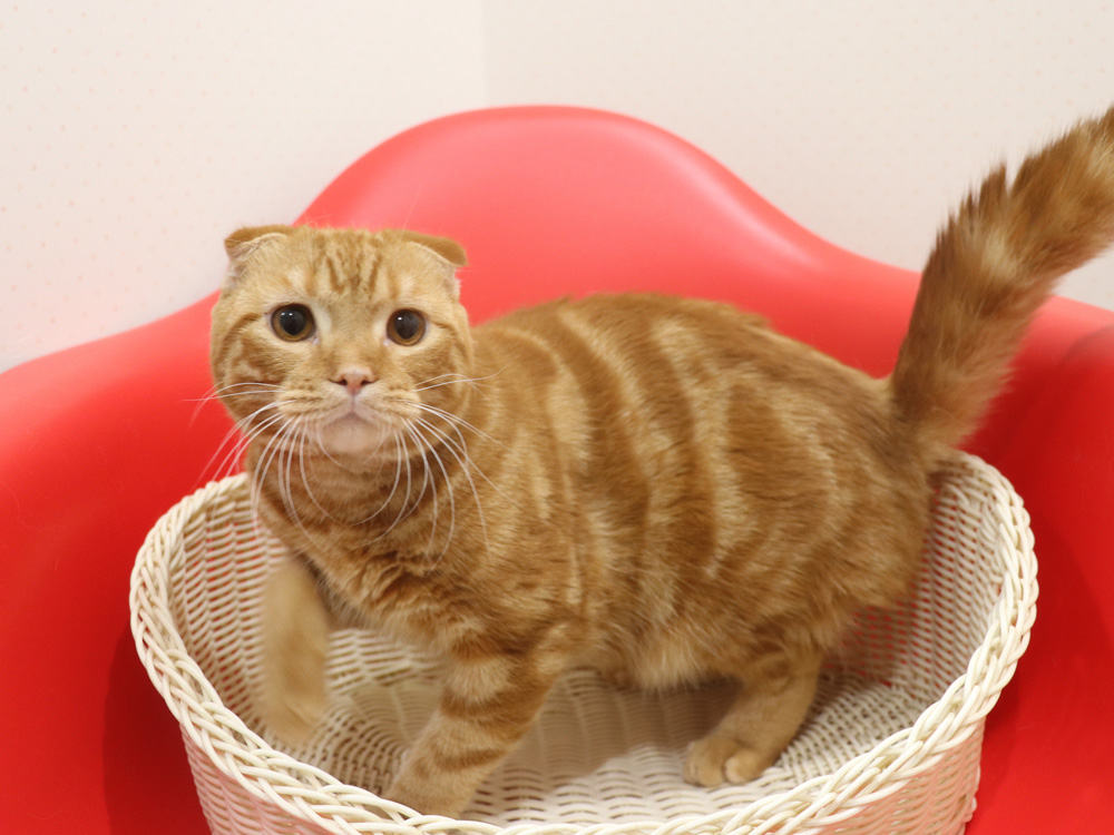 スコティッシュフォールドの子猫画像