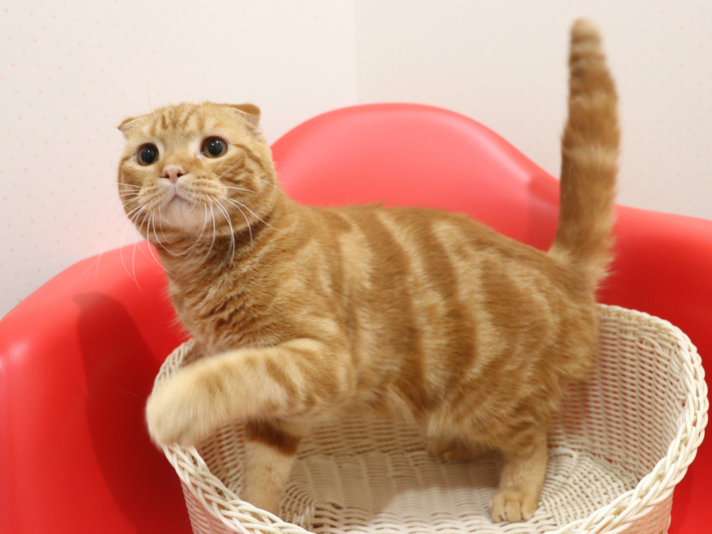 スコティッシュフォールドの子猫画像