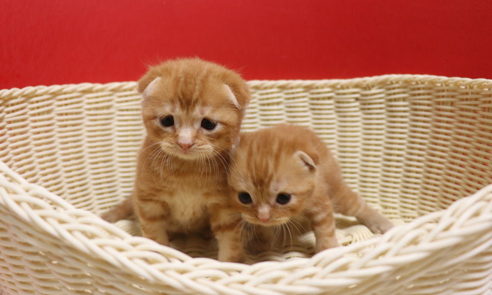 スコティッシュフォールドの子猫画像