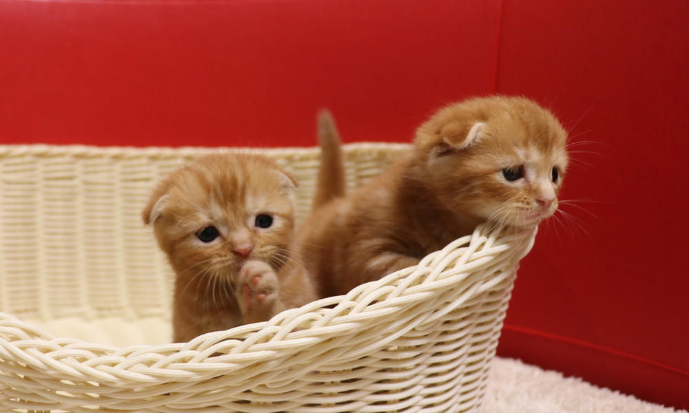 スコティッシュフォールドの子猫画像