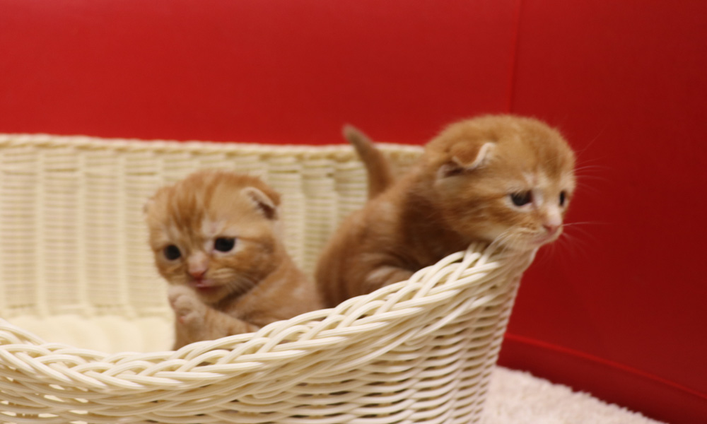 スコティッシュフォールドの子猫画像