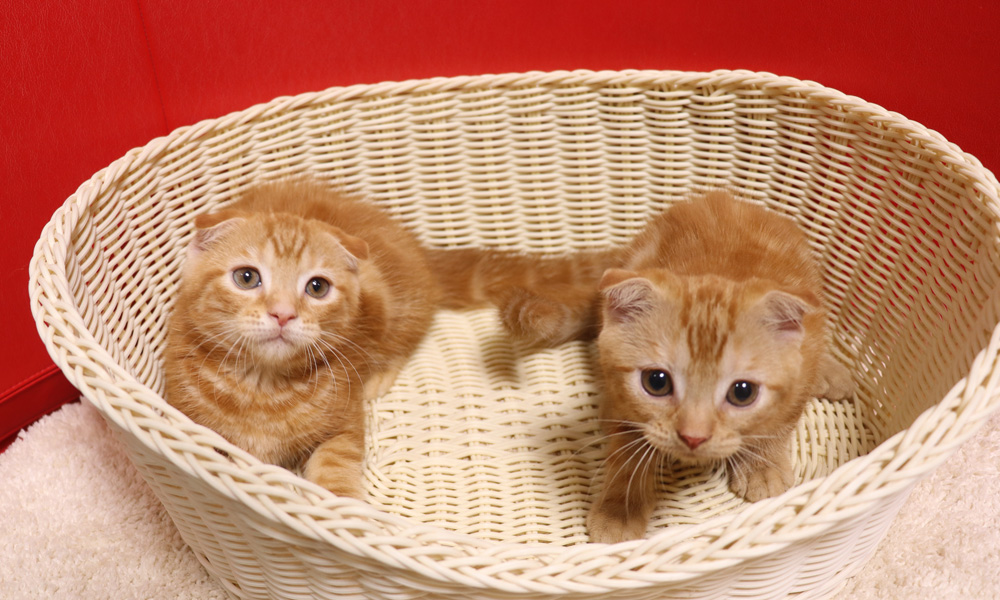 スコティッシュフォールドの子猫画像