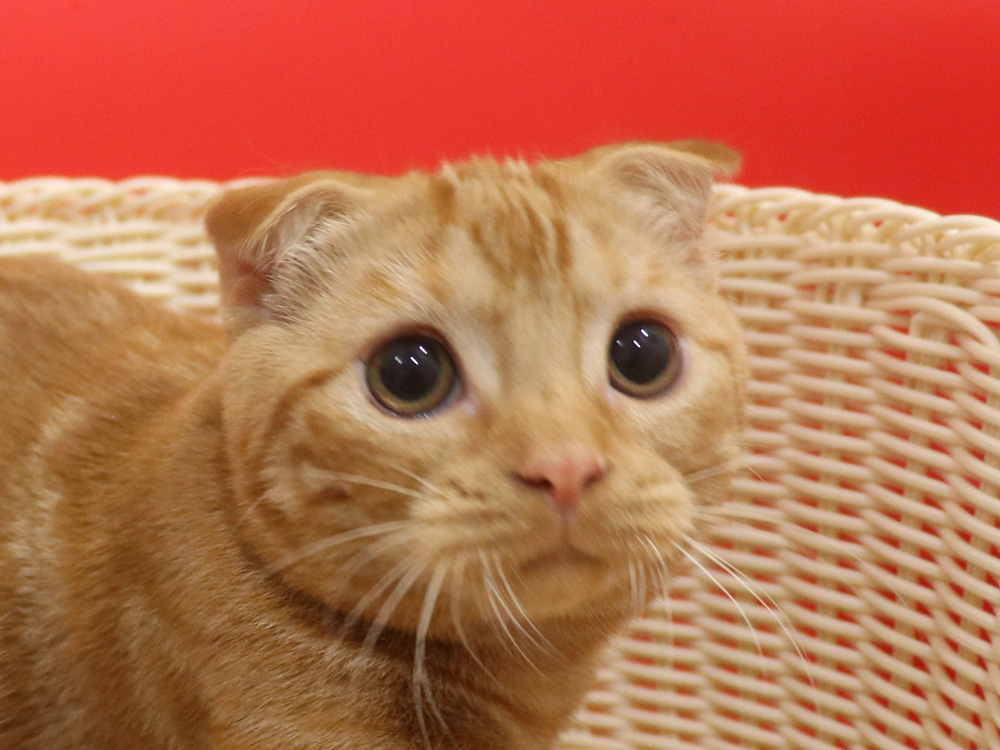 スコティッシュフォールドの子猫画像
