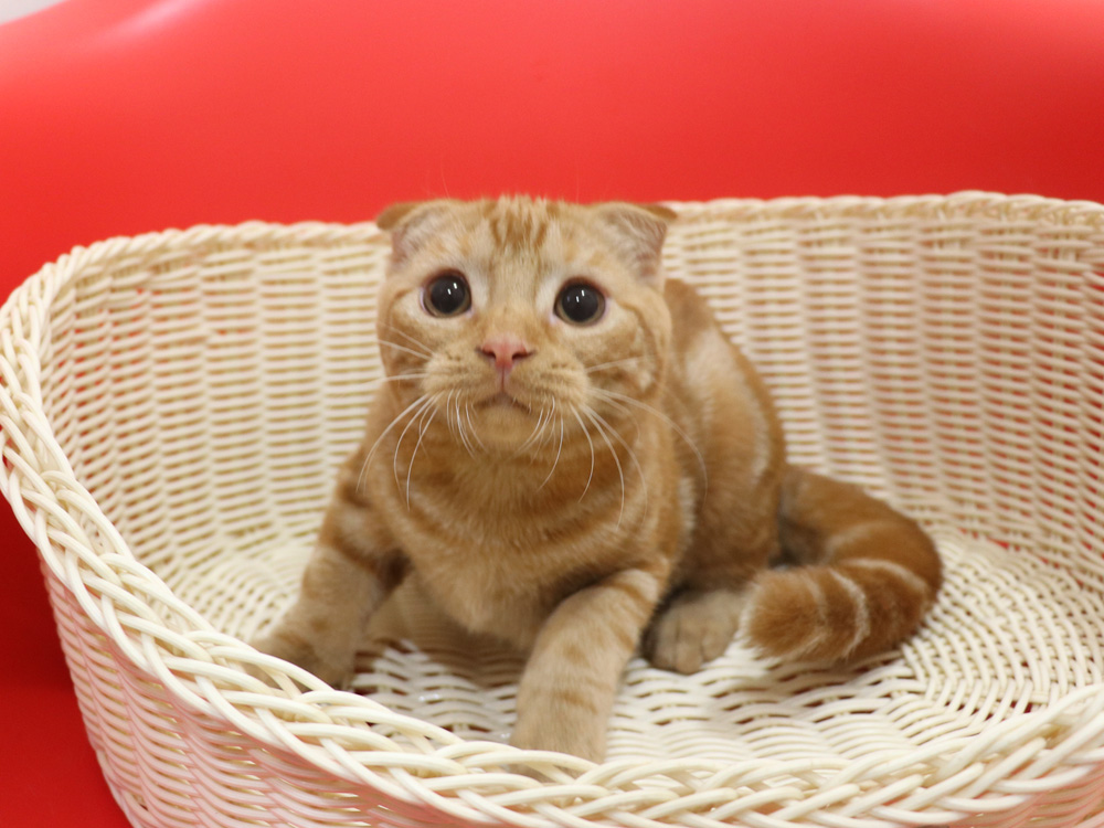 スコティッシュフォールドの子猫画像