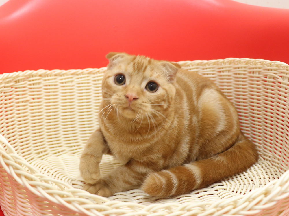 スコティッシュフォールドの子猫画像
