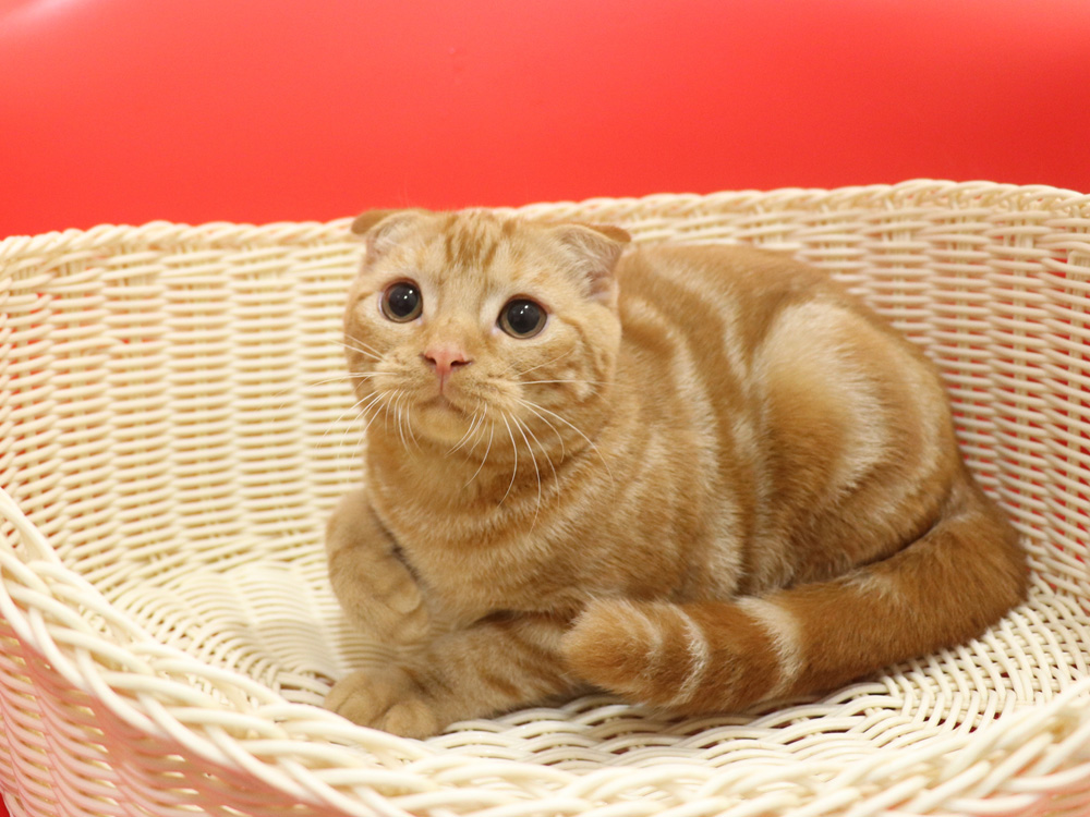 スコティッシュフォールドの子猫画像