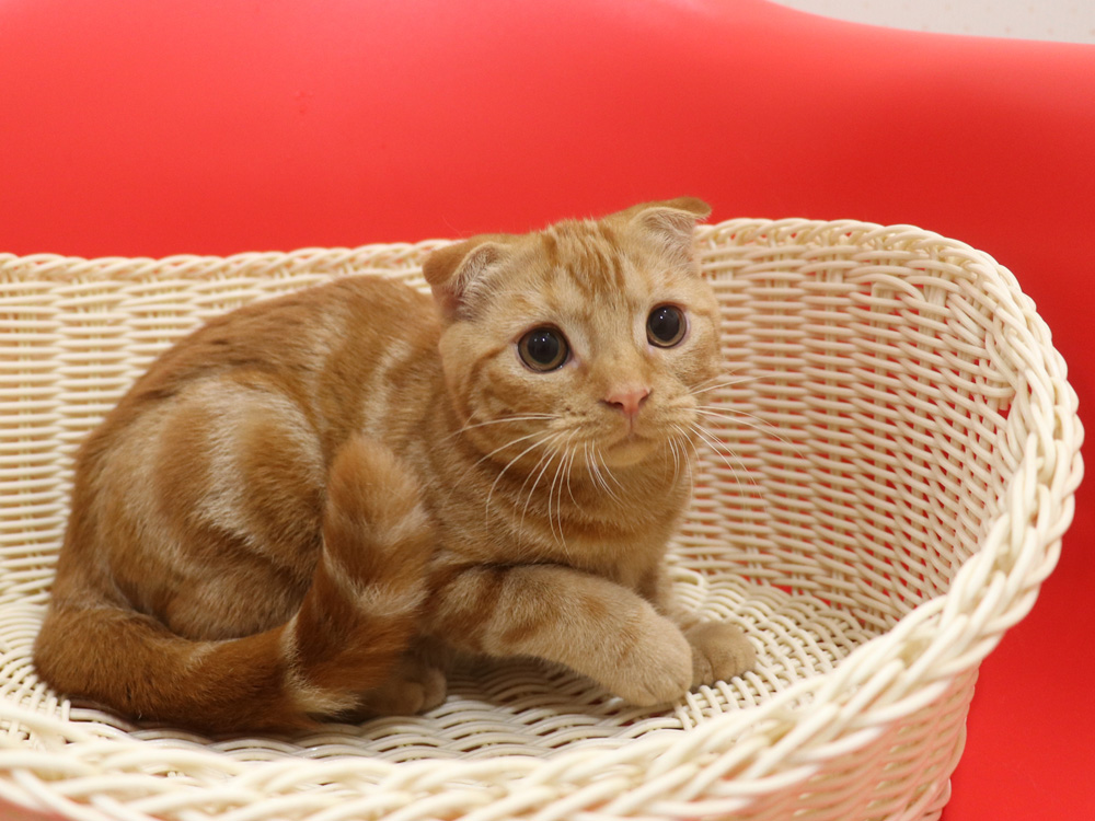 スコティッシュフォールドの子猫画像