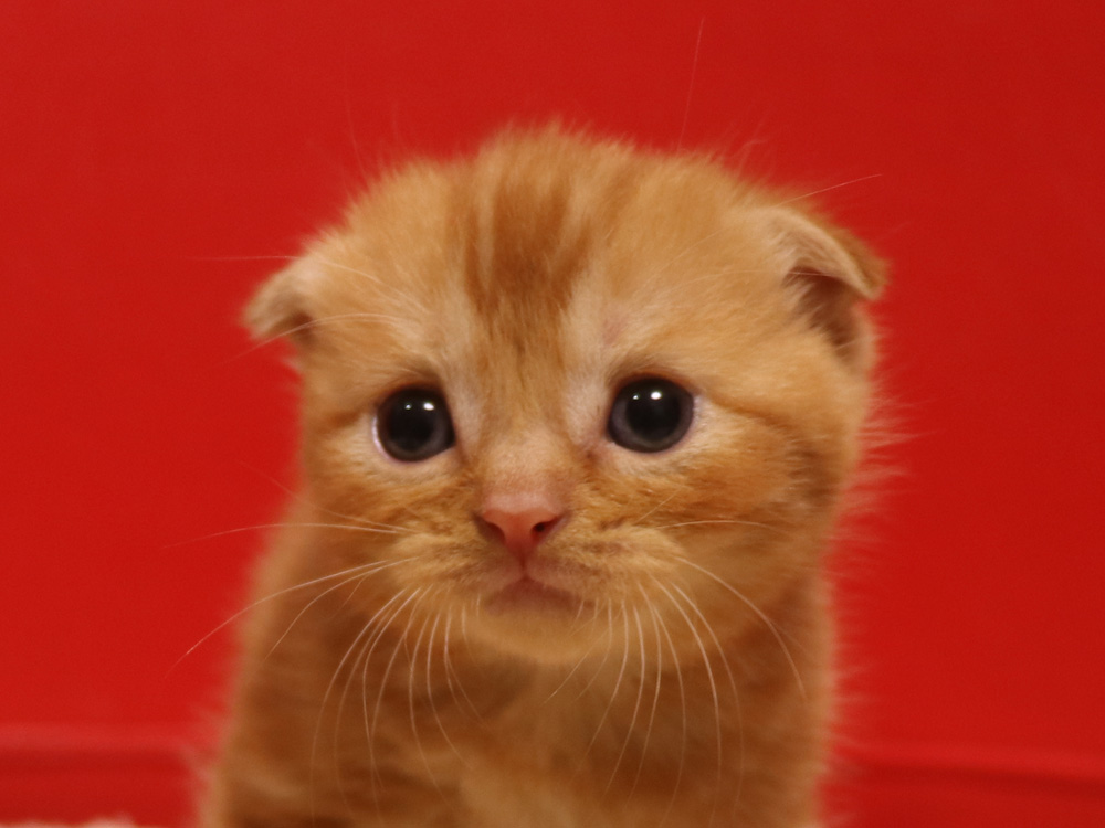 スコティッシュフォールドの子猫画像