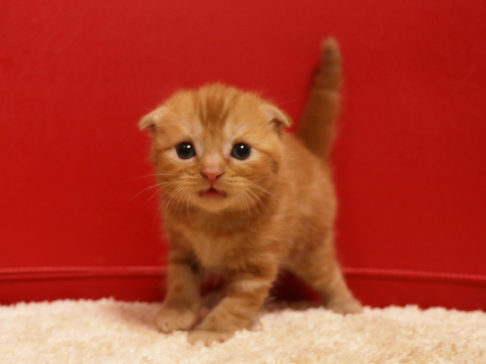スコティッシュフォールドの子猫画像