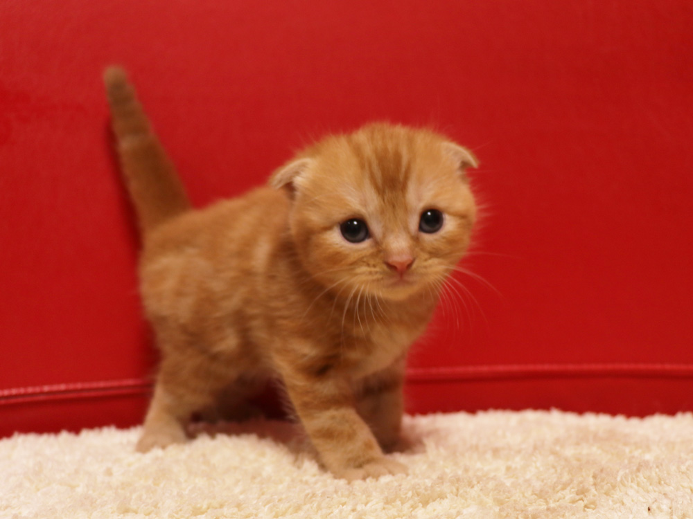 スコティッシュフォールドの子猫画像