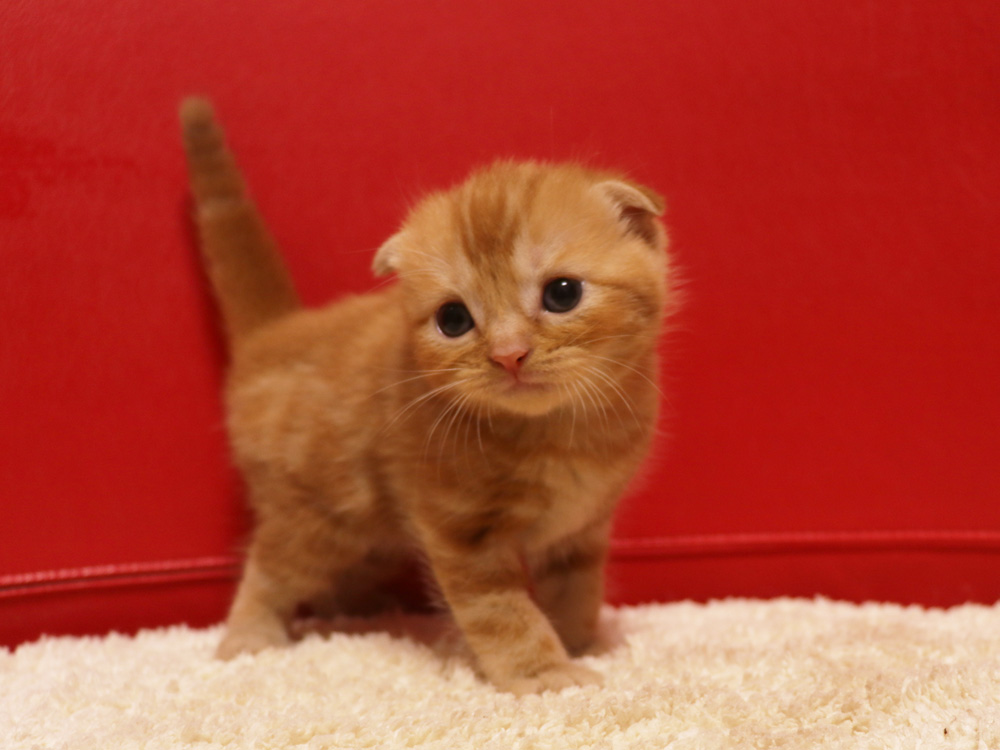 スコティッシュフォールドの子猫画像