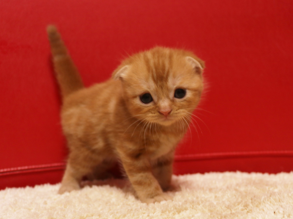 スコティッシュフォールドの子猫画像