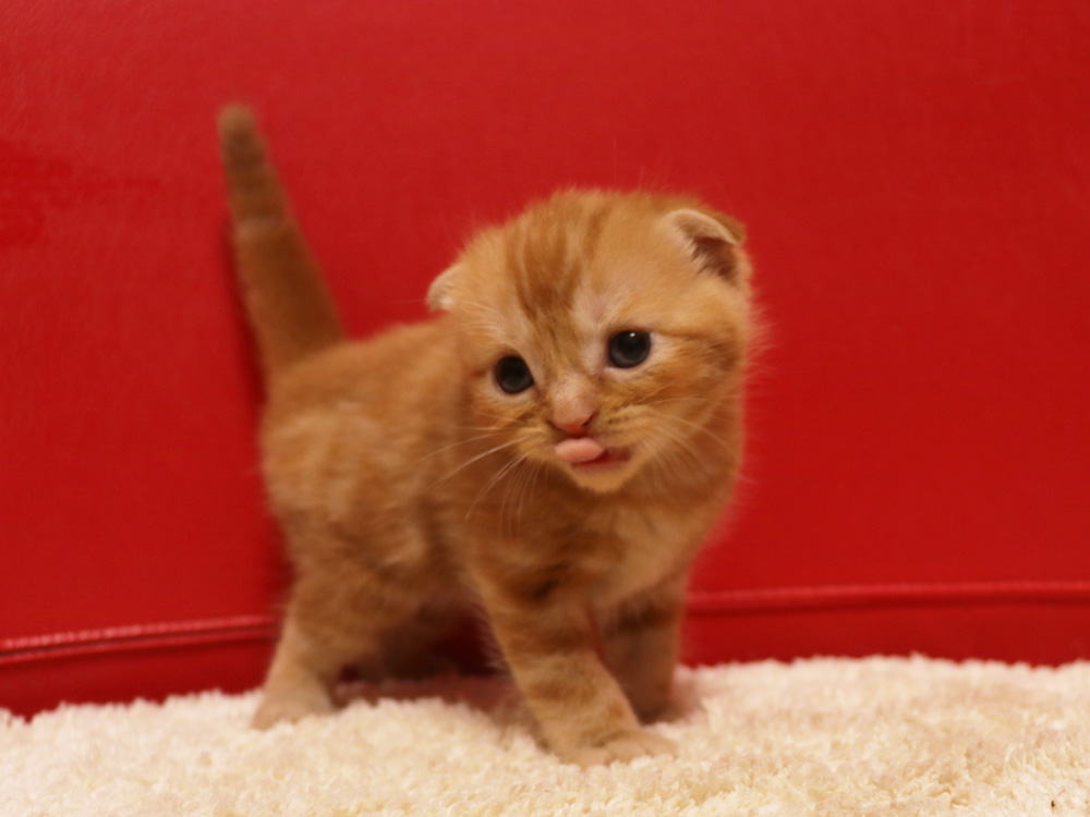 スコティッシュフォールドの子猫画像