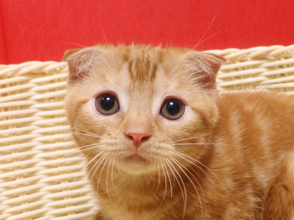 スコティッシュフォールドの子猫画像