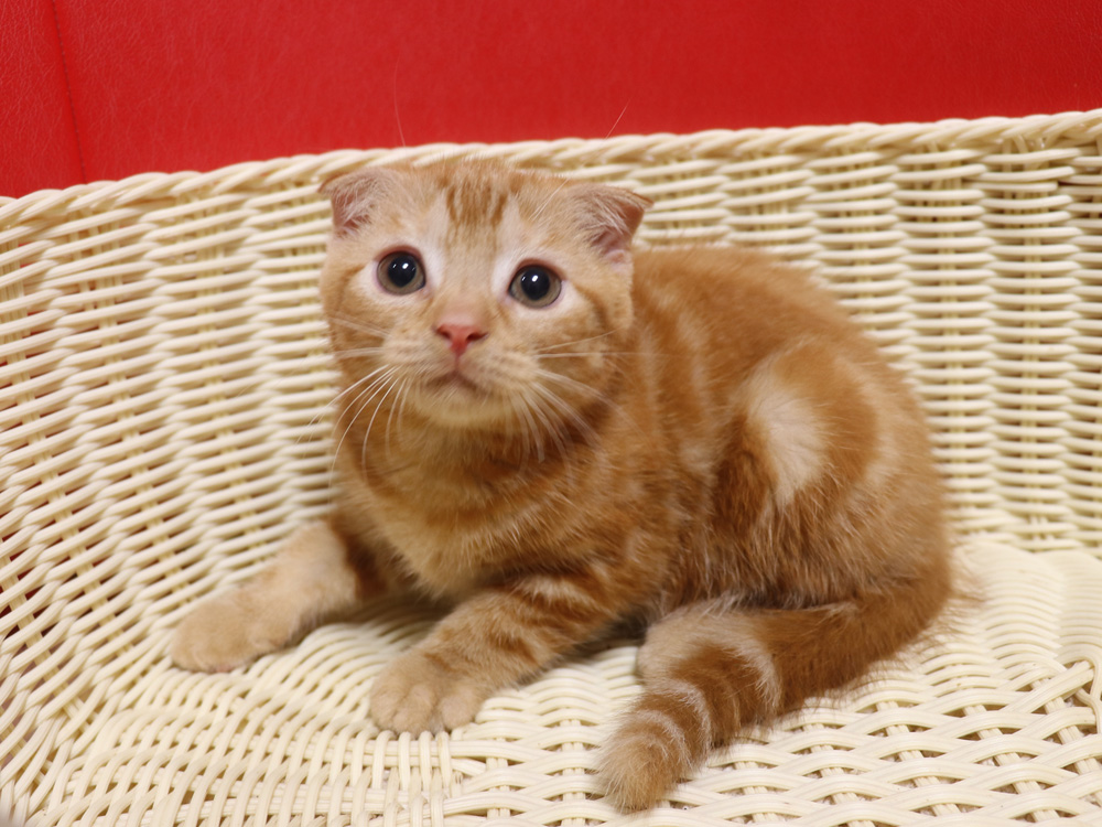 スコティッシュフォールドの子猫画像