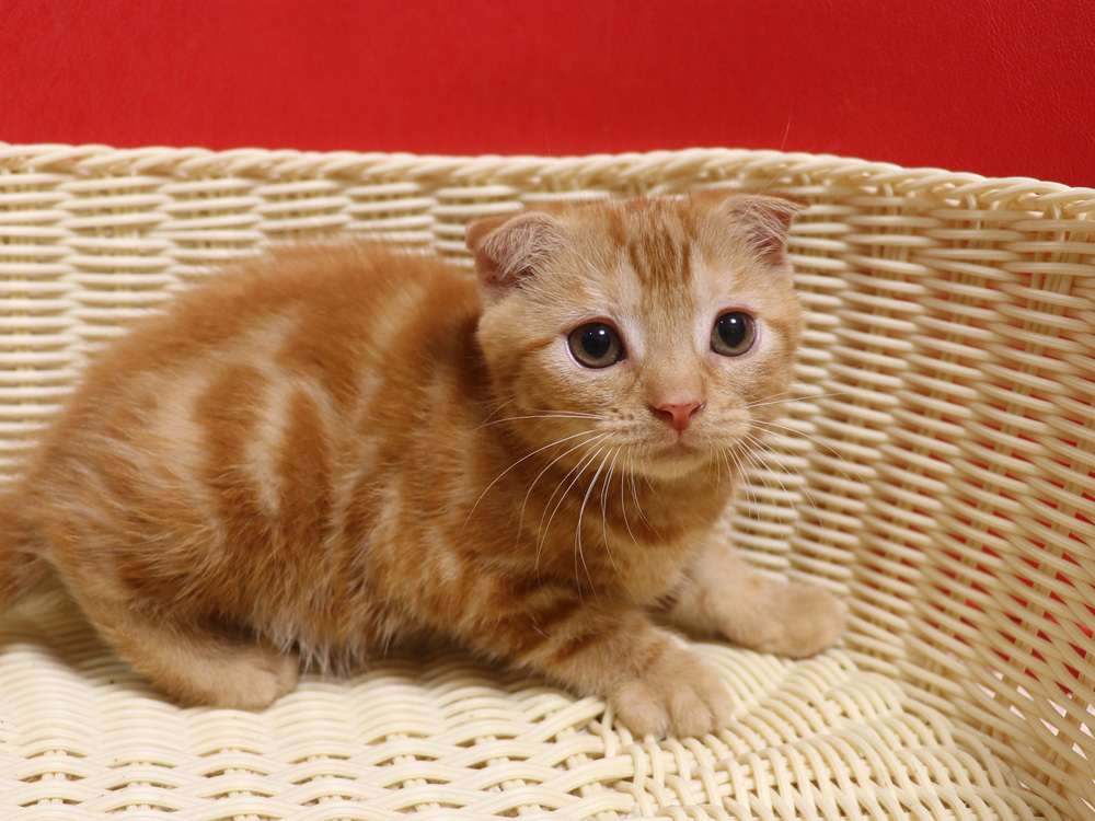 スコティッシュフォールドの子猫画像