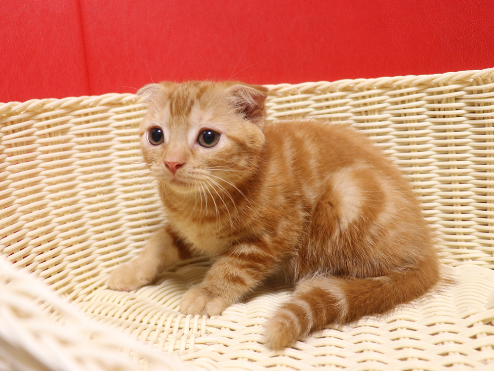 スコティッシュフォールドの子猫画像