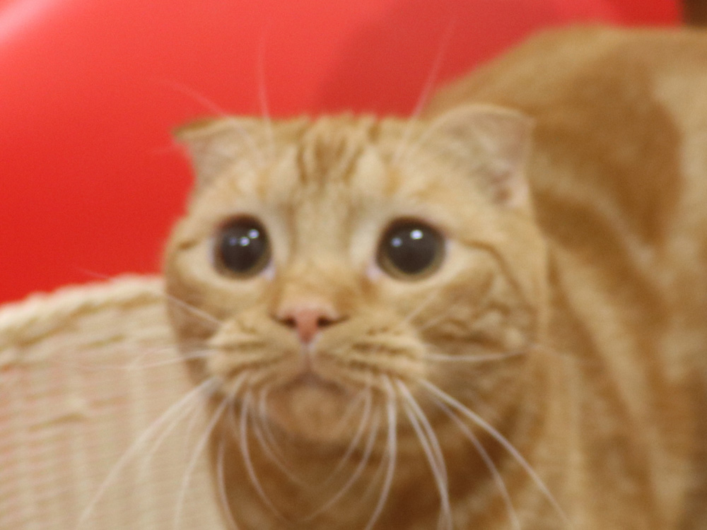 スコティッシュフォールドの子猫画像