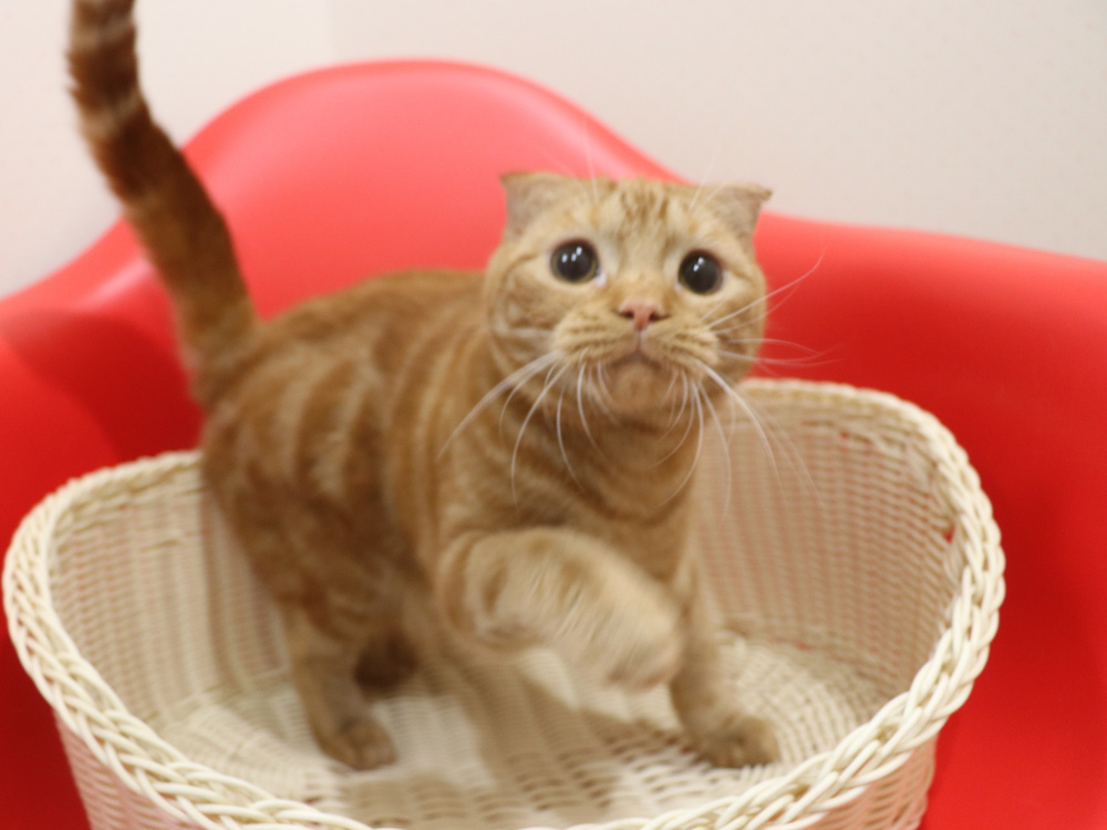 スコティッシュフォールドの子猫画像