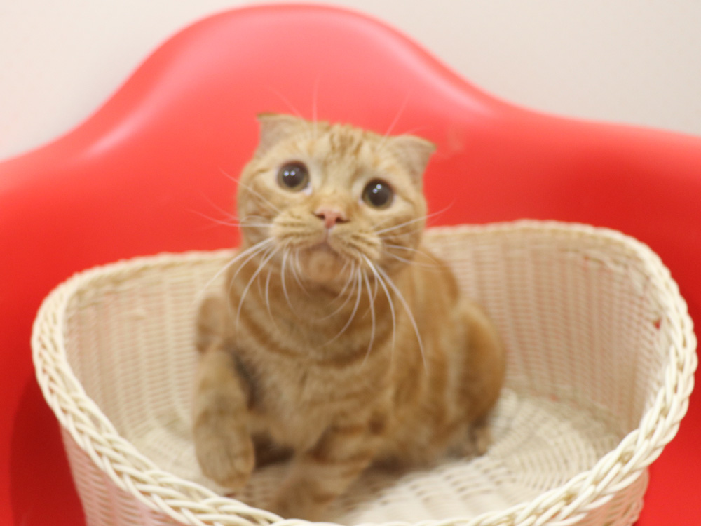 スコティッシュフォールドの子猫画像