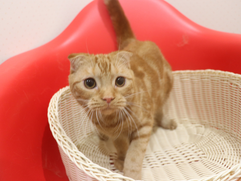 スコティッシュフォールドの子猫画像