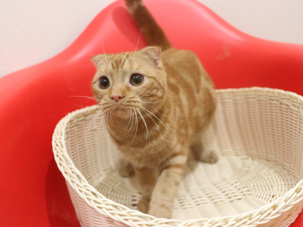 スコティッシュフォールドの子猫画像