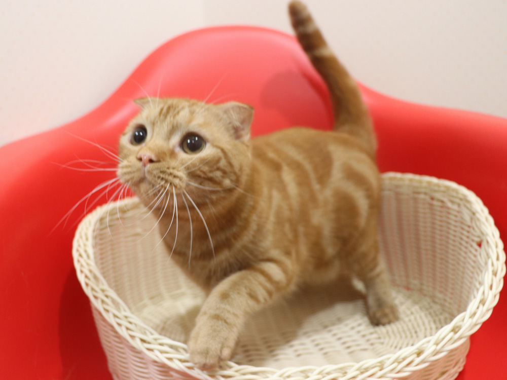 スコティッシュフォールドの子猫画像
