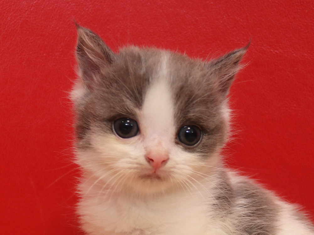 スコティッシュフォールドの子猫画像