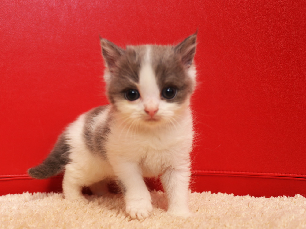 スコティッシュフォールドの子猫画像