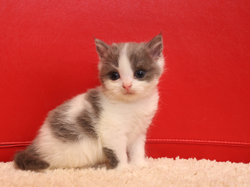 スコティッシュフォールドの子猫画像