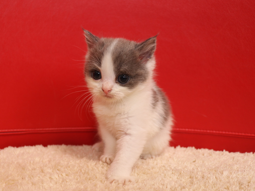 スコティッシュフォールドの子猫画像
