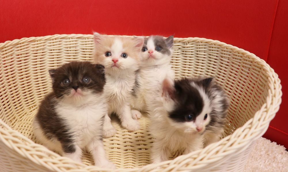 スコティッシュフォールドの子猫画像