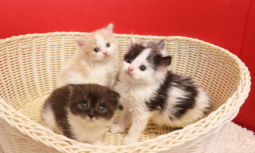 スコティッシュフォールドの子猫画像