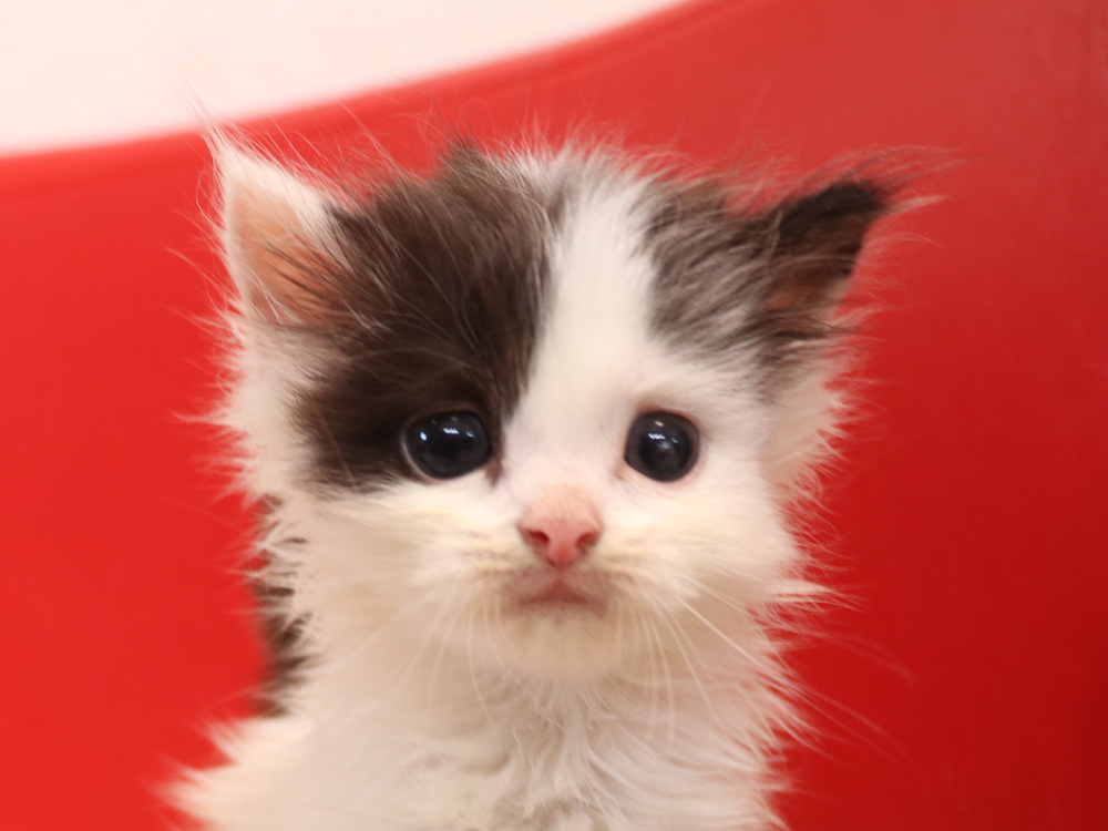 スコティッシュフォールドの子猫画像