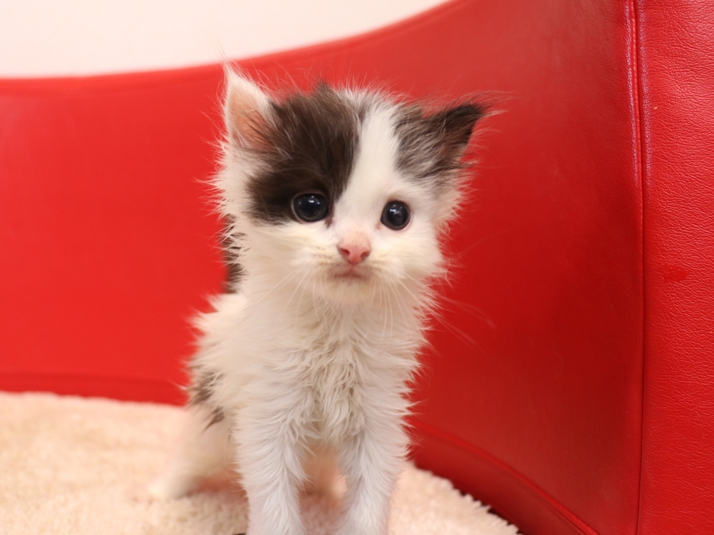スコティッシュフォールドの子猫画像