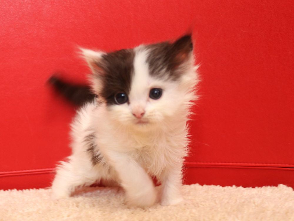 スコティッシュフォールドの子猫画像