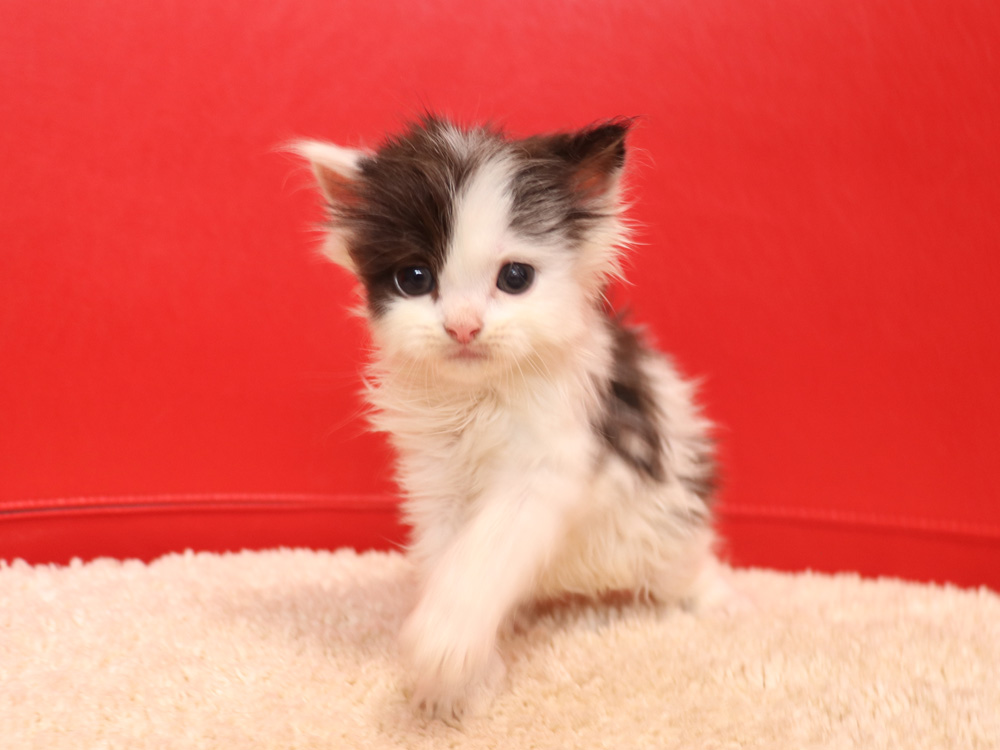 スコティッシュフォールドの子猫画像