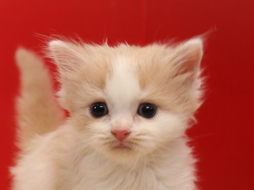 スコティッシュフォールドの子猫画像