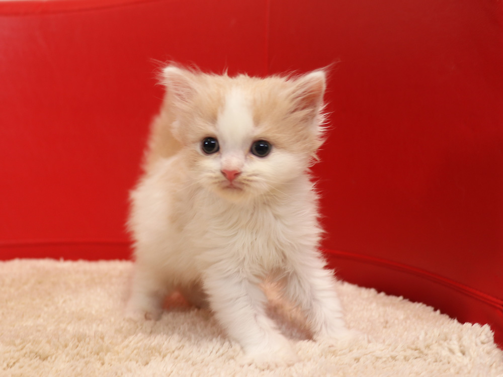 スコティッシュフォールドの子猫画像