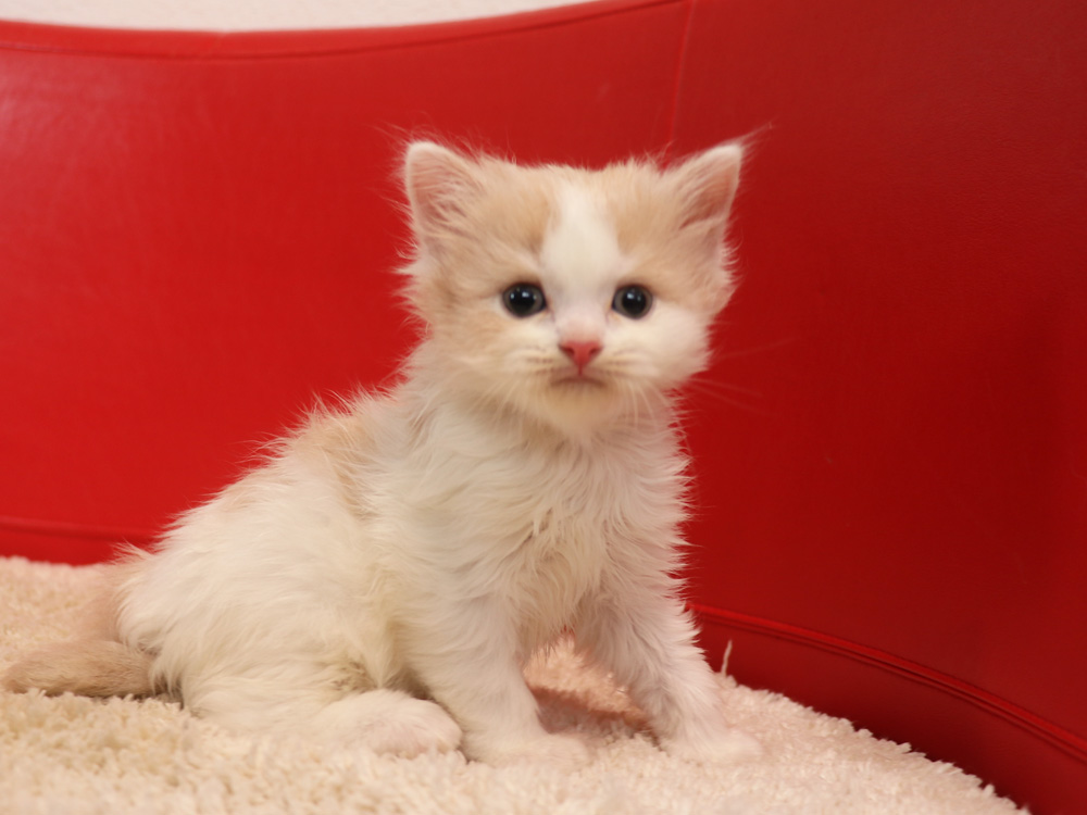 スコティッシュフォールドの子猫画像