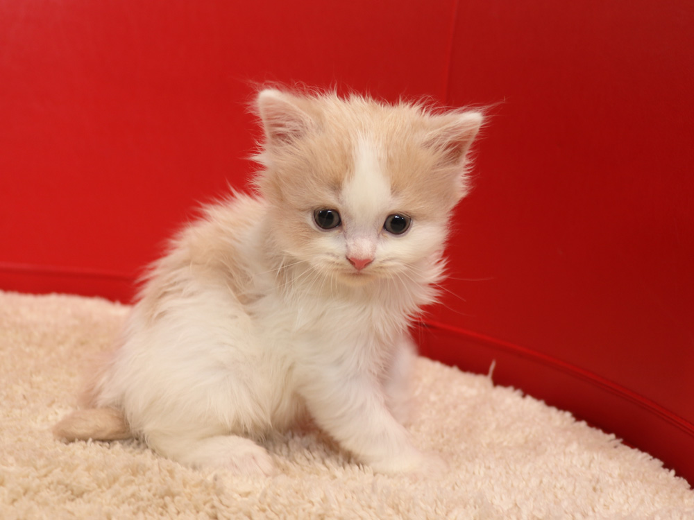 スコティッシュフォールドの子猫画像