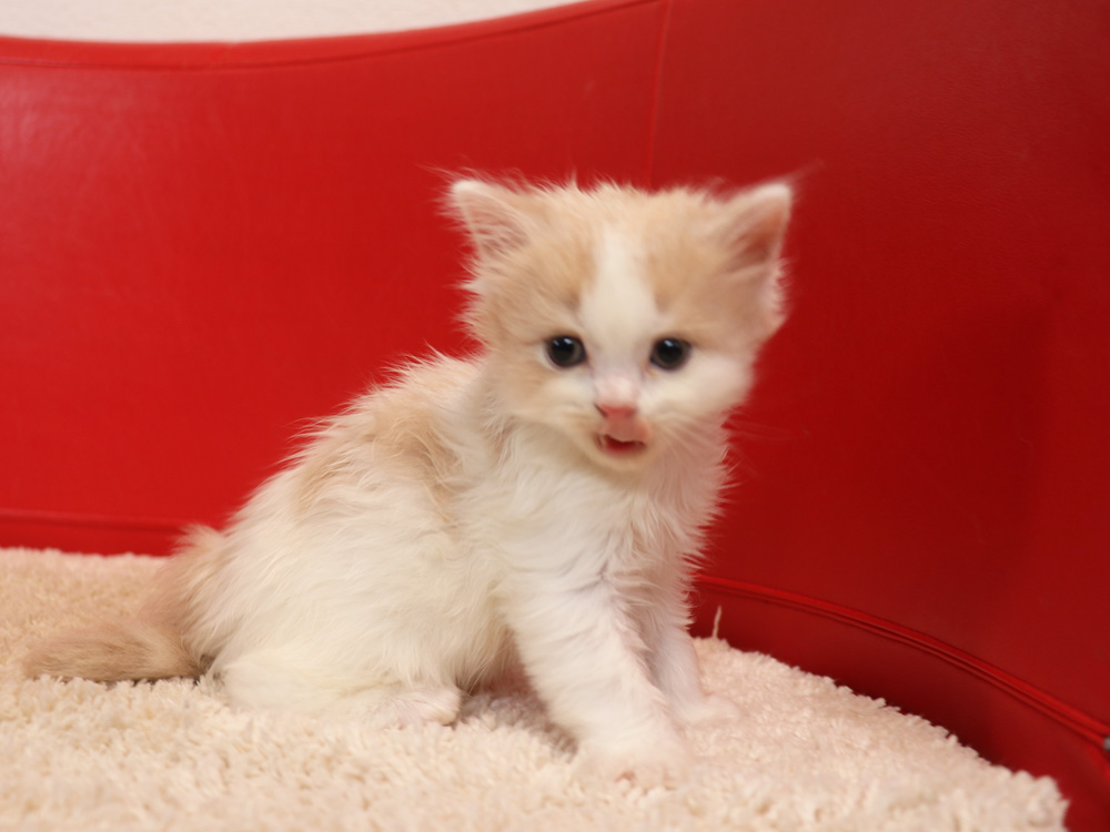 スコティッシュフォールドの子猫画像