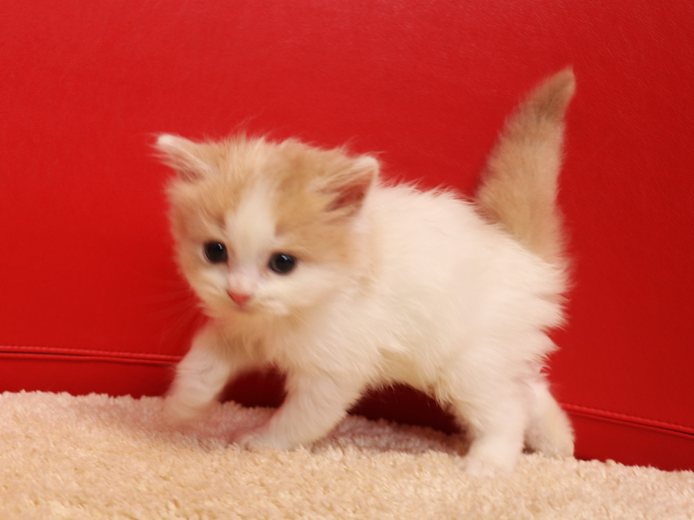スコティッシュフォールドの子猫画像