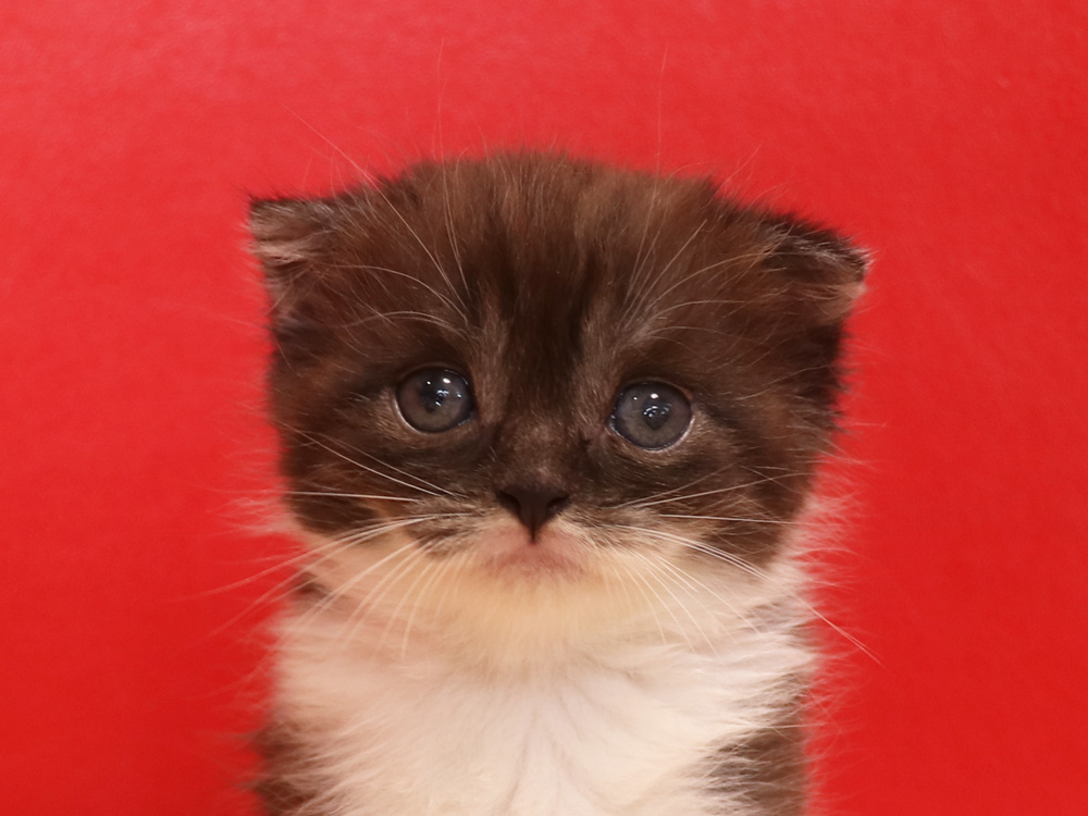 スコティッシュフォールドの子猫画像
