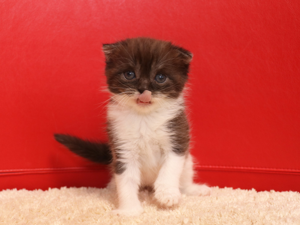 スコティッシュフォールドの子猫画像