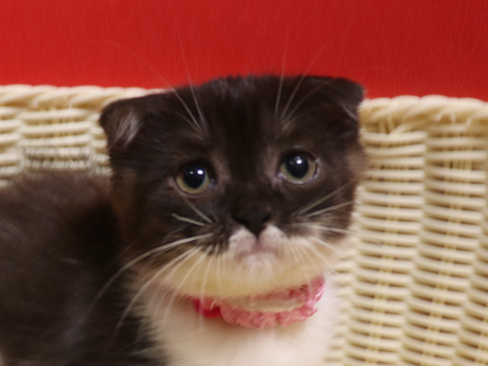 スコティッシュフォールドの子猫画像