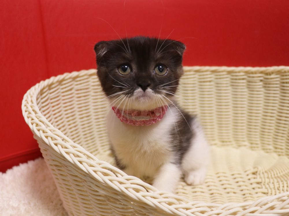 スコティッシュフォールドの子猫画像
