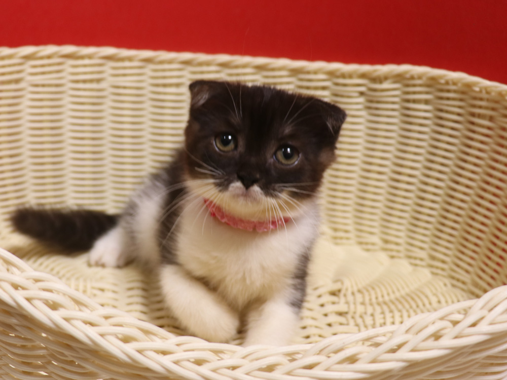 スコティッシュフォールドの子猫画像