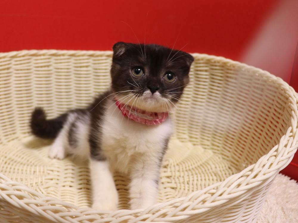 スコティッシュフォールドの子猫画像