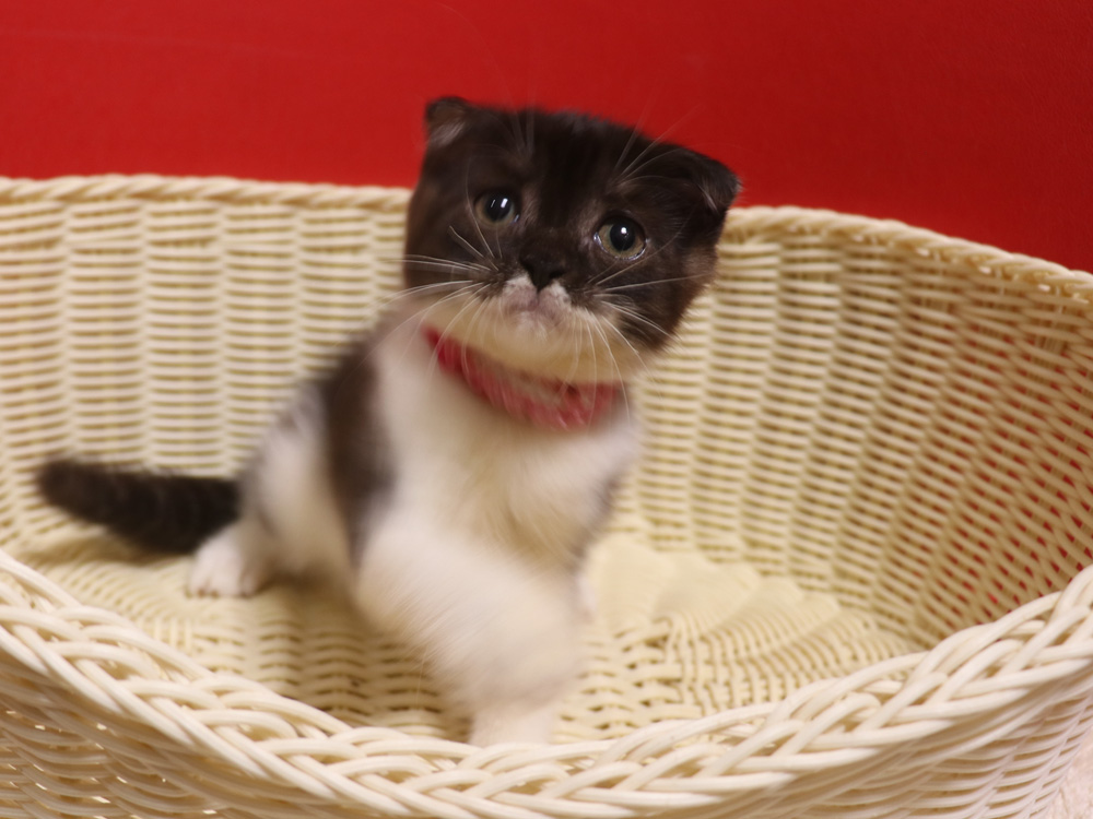 スコティッシュフォールドの子猫画像